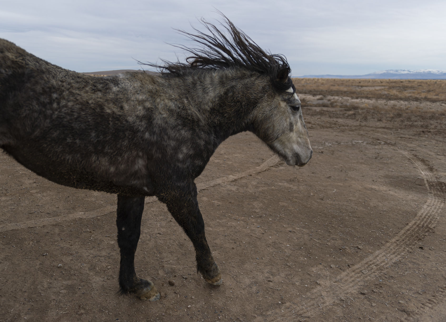 BLM releases 11 horses back into the wild
